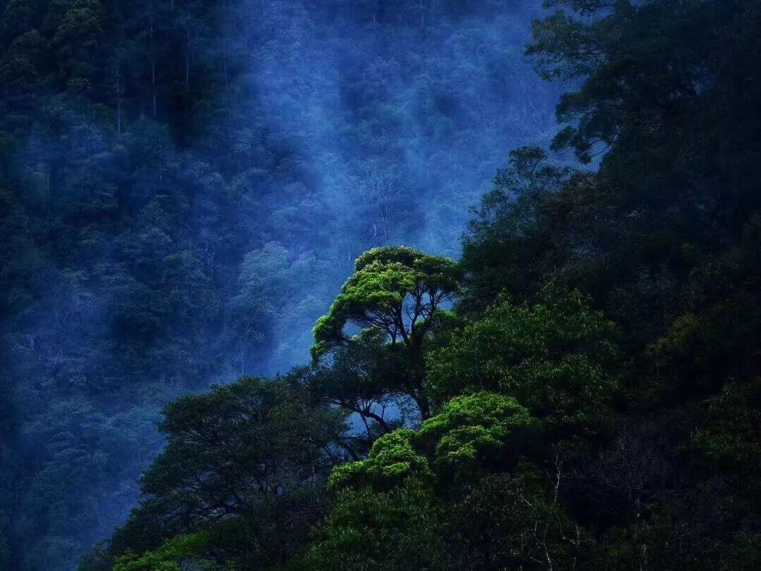 狐狸的旅程